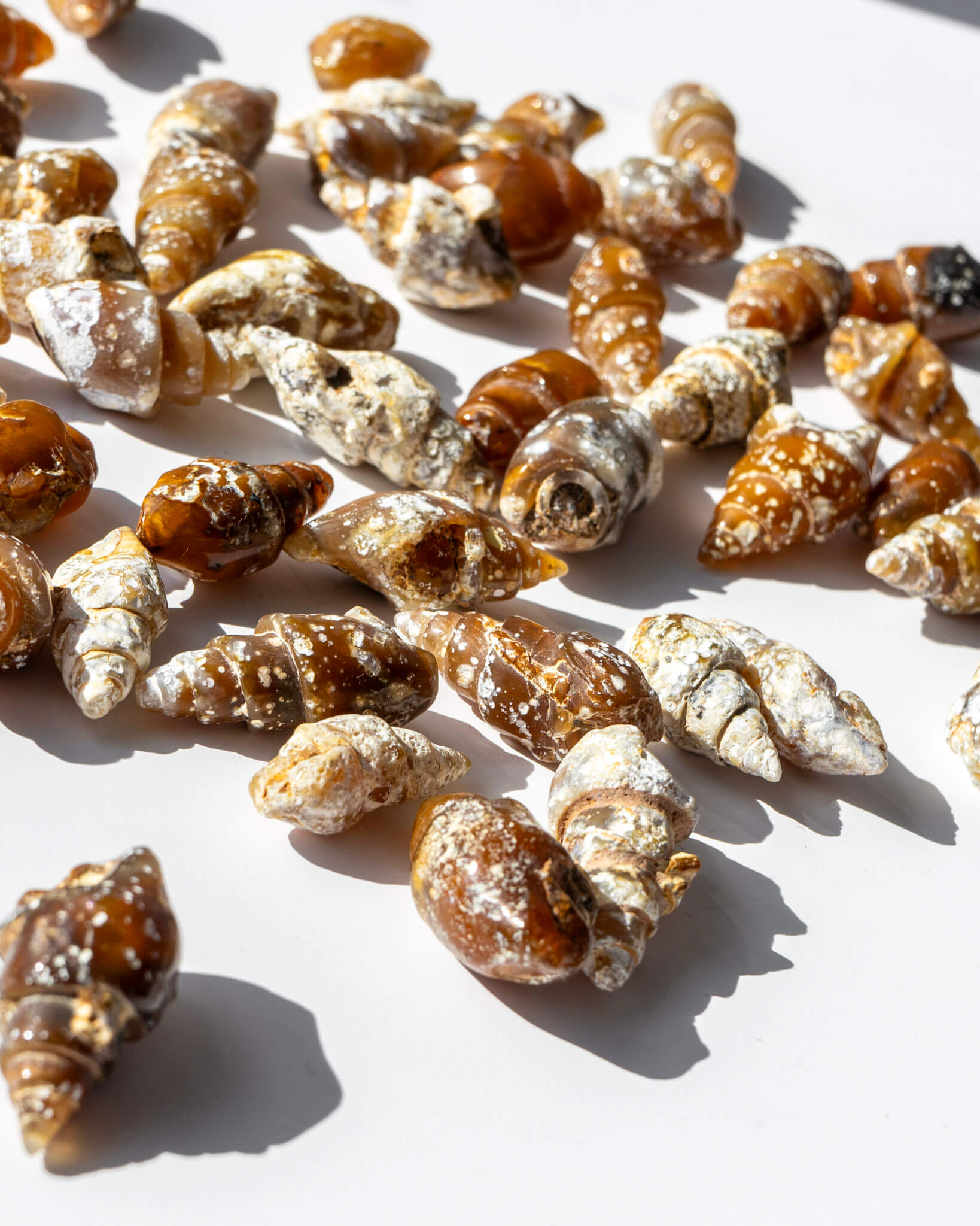 Carnelian Fossilised Shell Healing Crystal