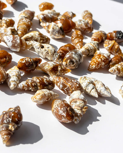 Carnelian Fossilised Shell Healing Crystal