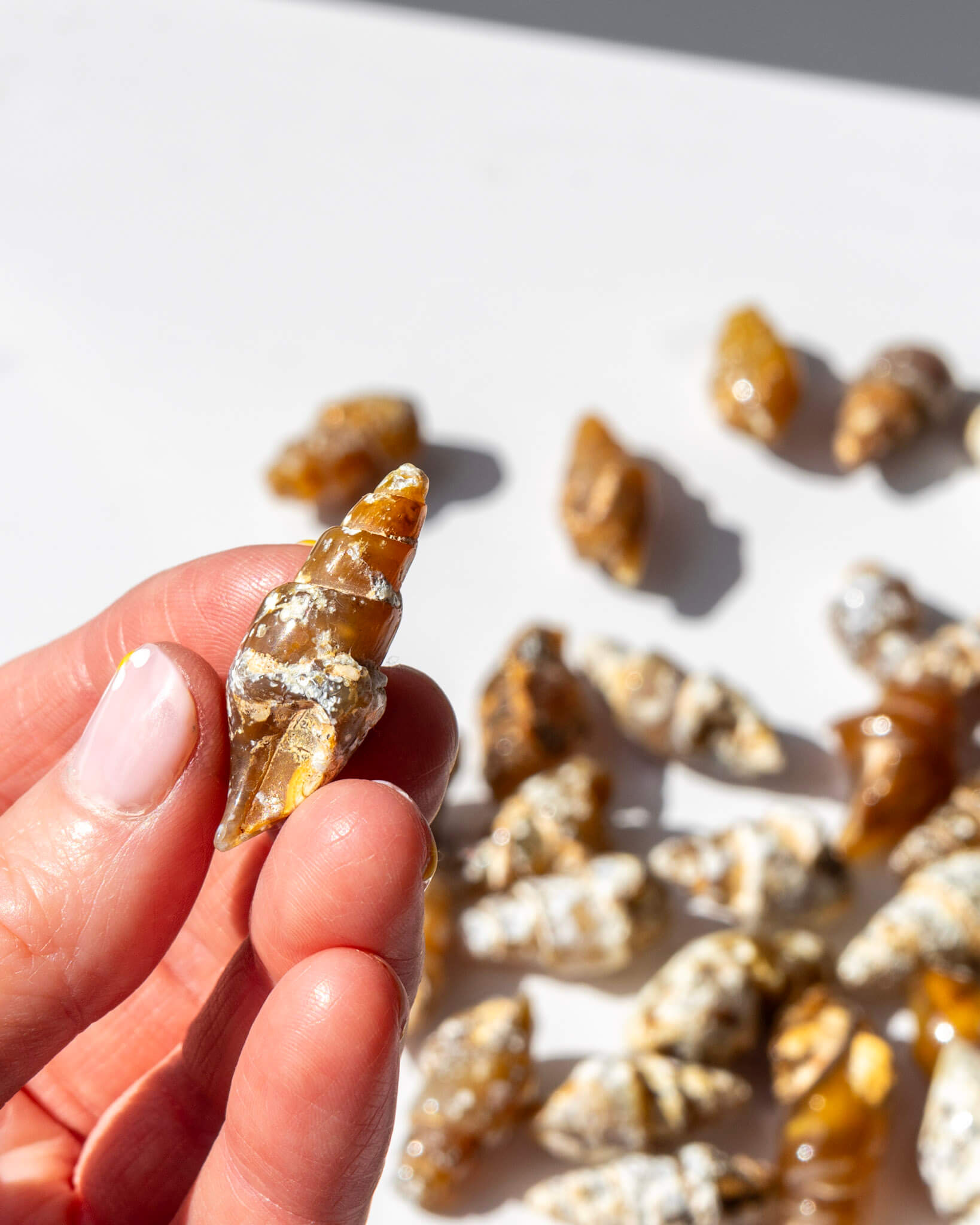 Carnelian Fossilised Shell Healing Crystal
