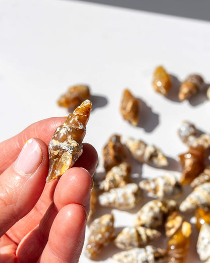 Carnelian Fossilised Shell Healing Crystal