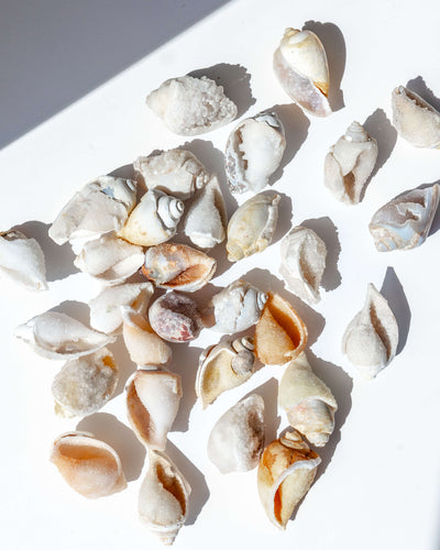 Fossilised Spiralite Quartz Shell