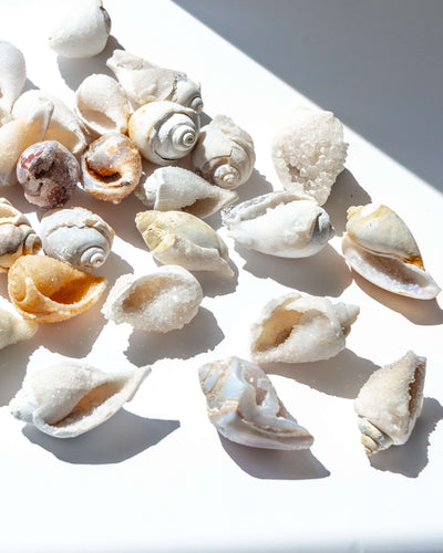 Fossilised Spiralite Quartz Shell