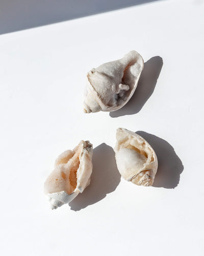 Fossilised Spiralite Quartz Shell