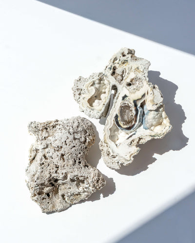 Agatized Coral Geode Pair - 152