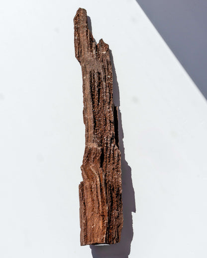 Petrified Mammoth Wood - 40