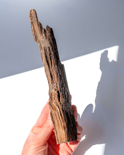 Petrified Mammoth Wood - 40