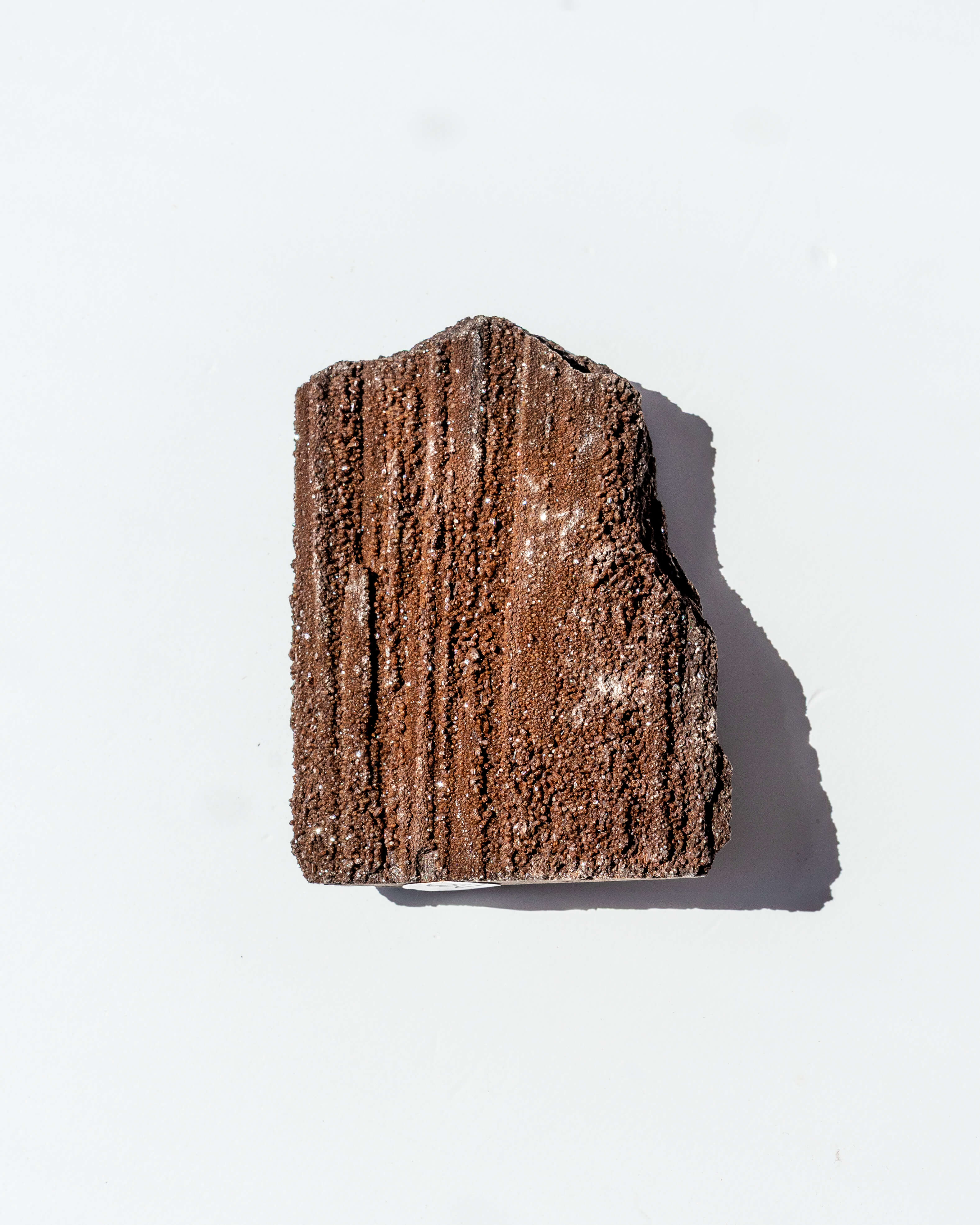 Petrified Mammoth Wood - 20