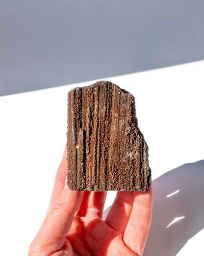 Petrified Mammoth Wood - 20