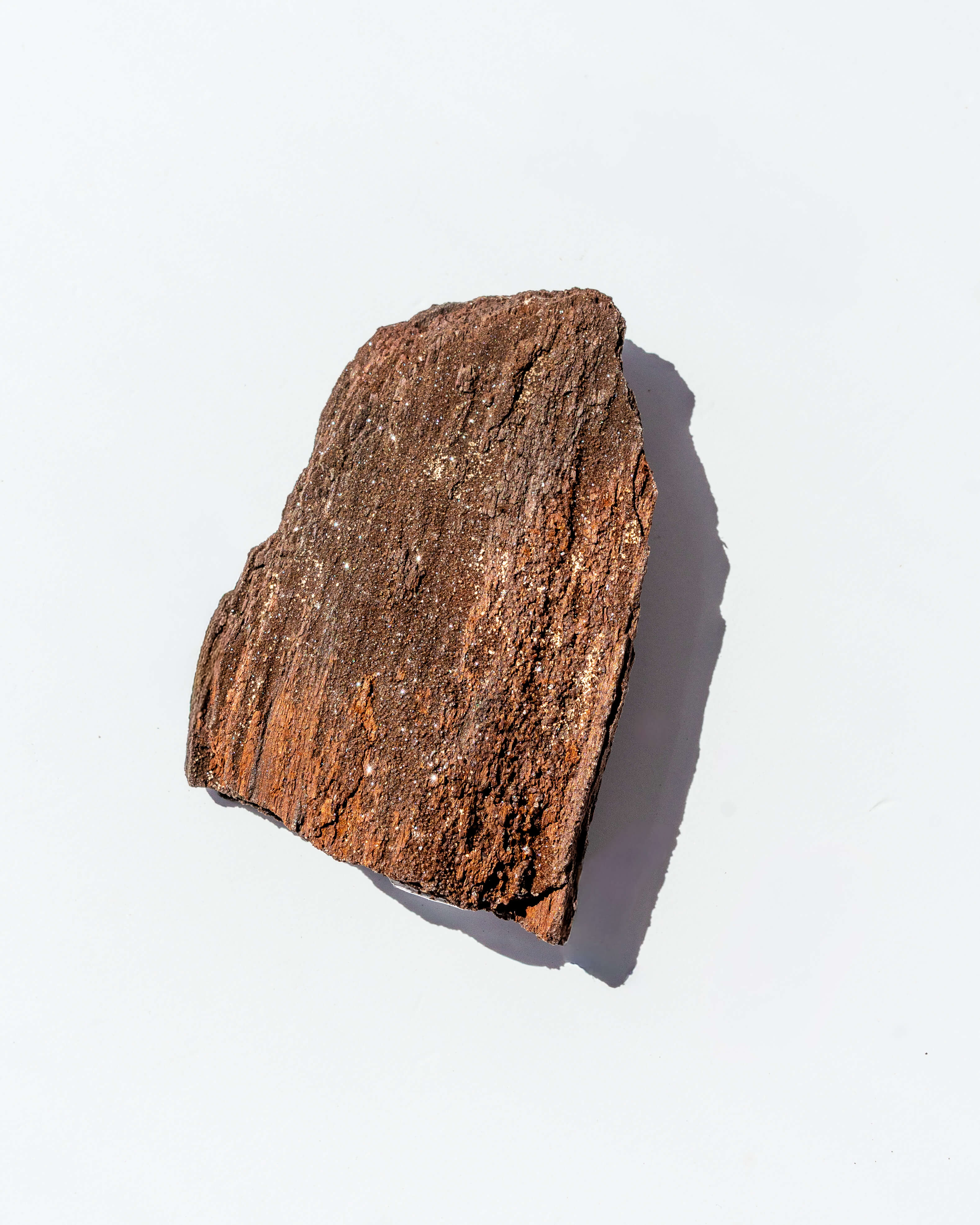 Petrified Mammoth Wood - 18