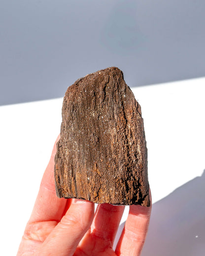 Petrified Mammoth Wood - 18