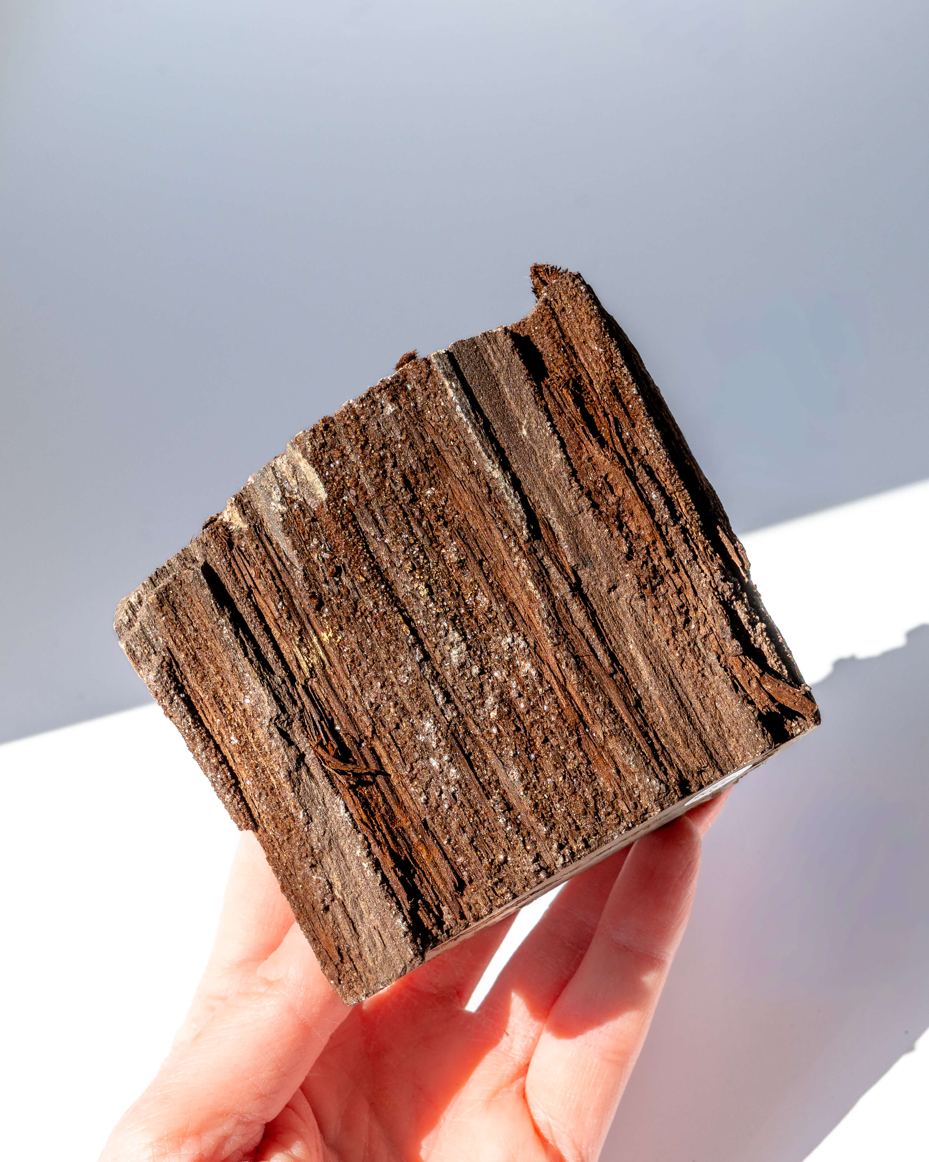 Petrified Mammoth Wood - 65
