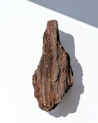 Petrified Mammoth Wood - 31