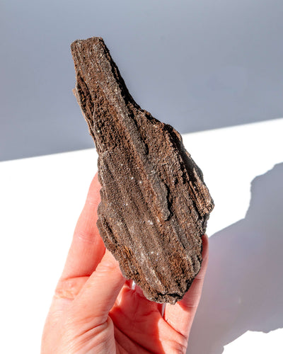 Petrified Mammoth Wood - 31