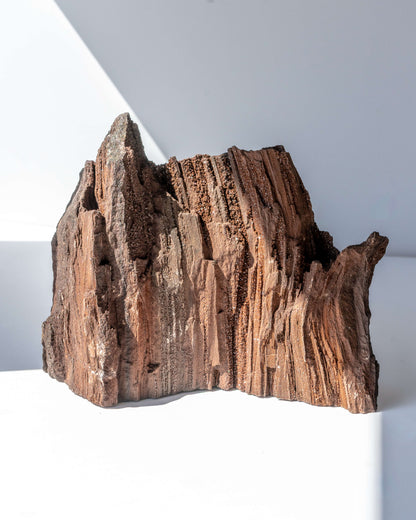 Petrified Mammoth Wood - 208