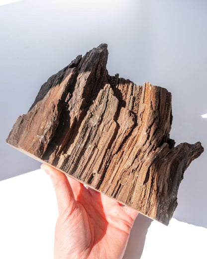 Petrified Mammoth Wood - 208