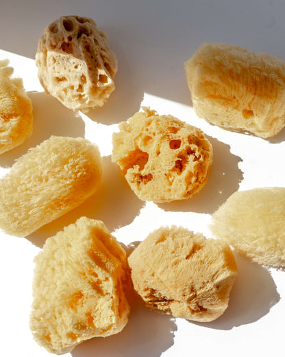 Natural Sea Sponge