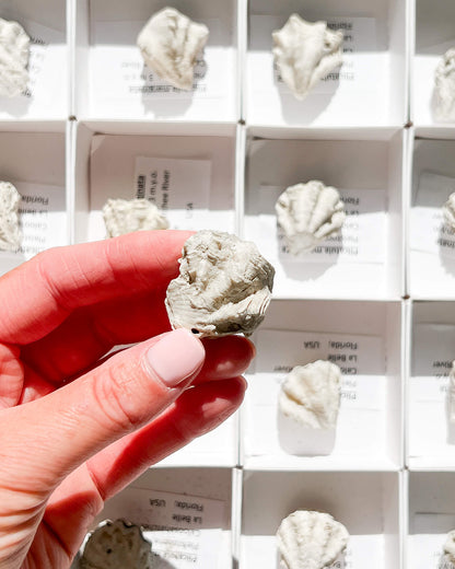 Plicatula Marginata Shell Healing Crystal