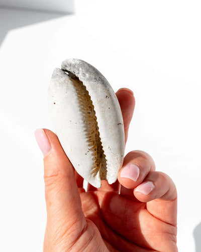Siphocypraea Problematica Shell Healing Crystal