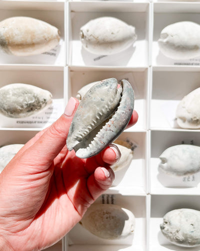 Siphocypraea Problematica Shell Healing Crystal