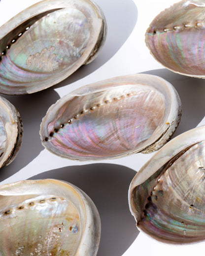 Abalone Shells Natural Iridescence Cleansing Bowl