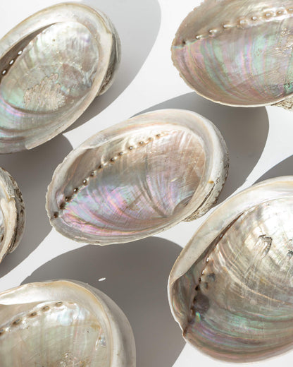 Abalone Shells Natural Iridescence Cleansing Bowl