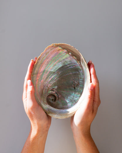 Abalone Shells Natural Iridescence Cleansing Bowl