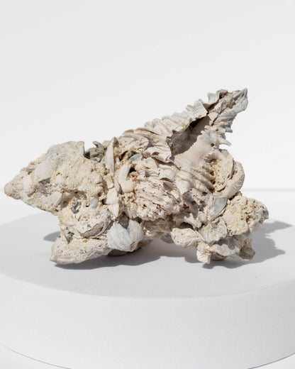 Shell Cluster on Limestone Matrix Healing Crystal