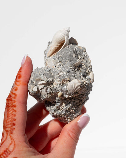 Shell Cluster on Limestone Matrix Healing Crystal