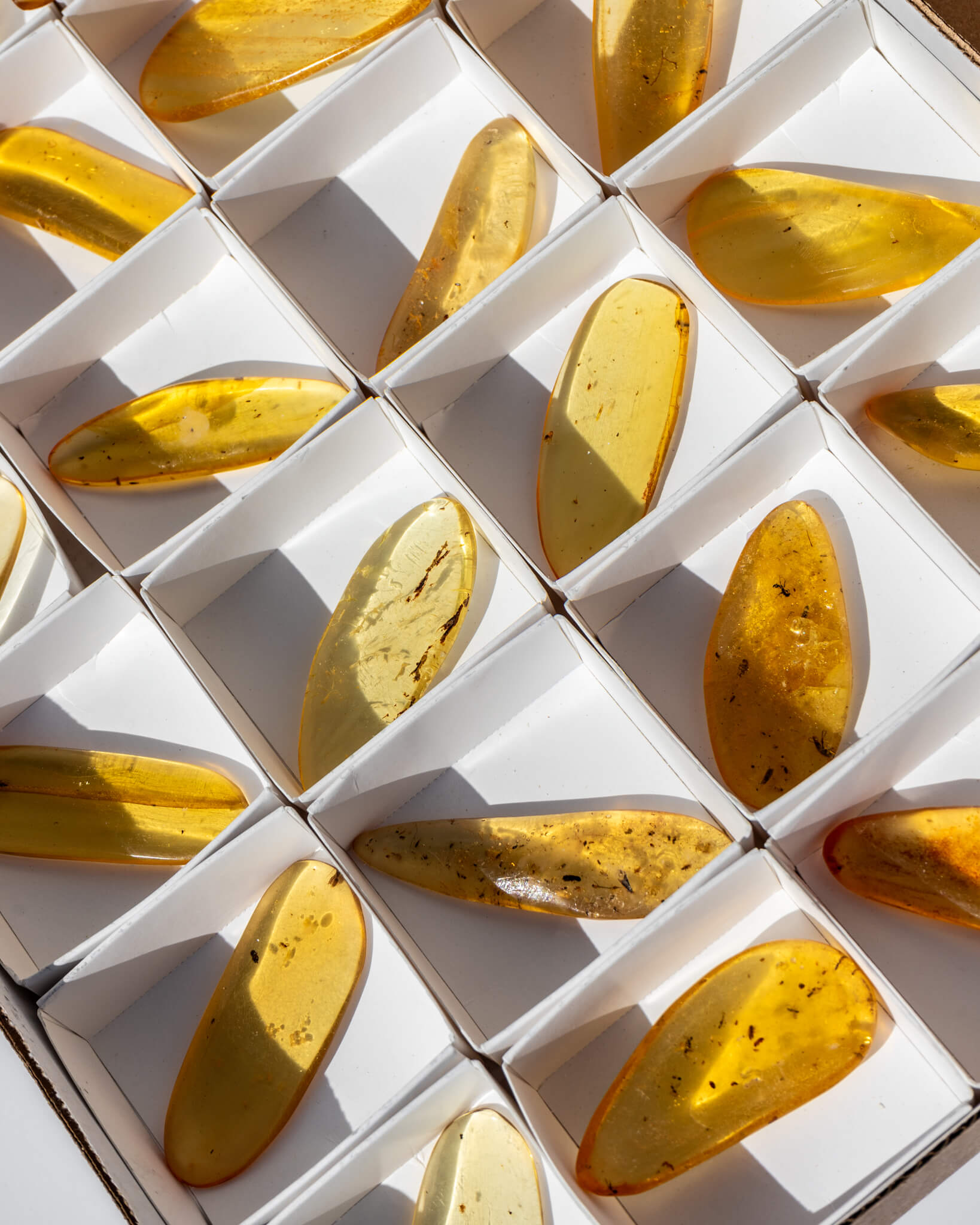 Amber with insects