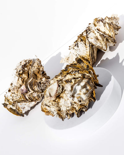 Full Oyster Shell