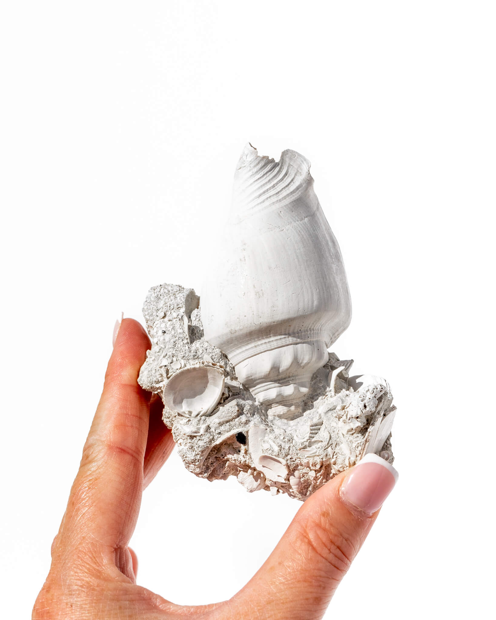 Shell Cluster on Limestone Matrix - 60