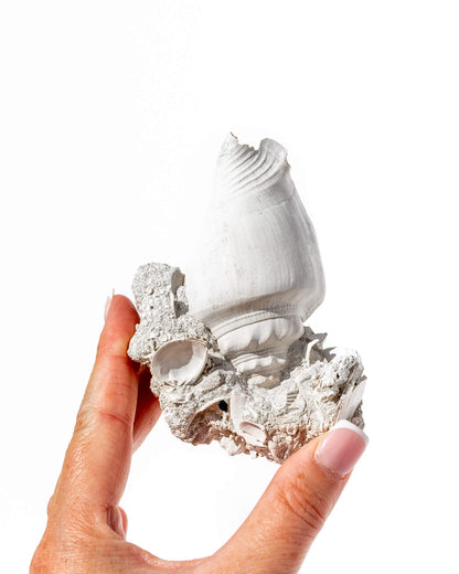 Shell Cluster on Limestone Matrix - 60