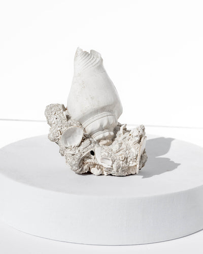 Shell Cluster on Limestone Matrix - 60