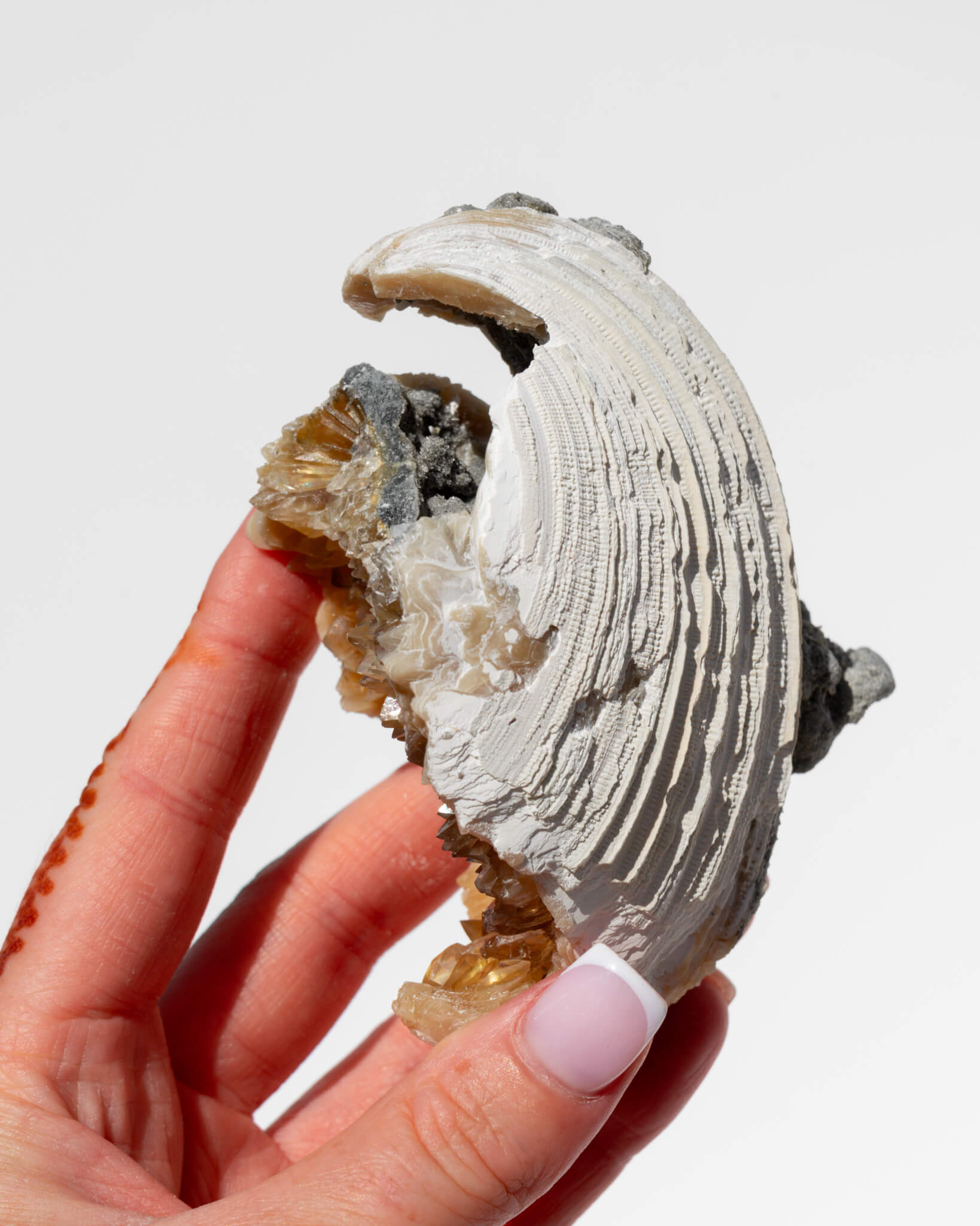 Fossilised Clam Shell With Calcite - 103