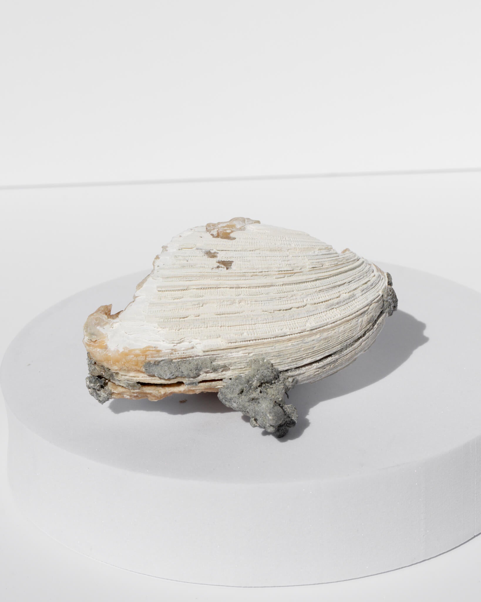 Fossilised Clam Shell With Calcite - 103