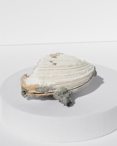Fossilised Clam Shell With Calcite Healing Crystal