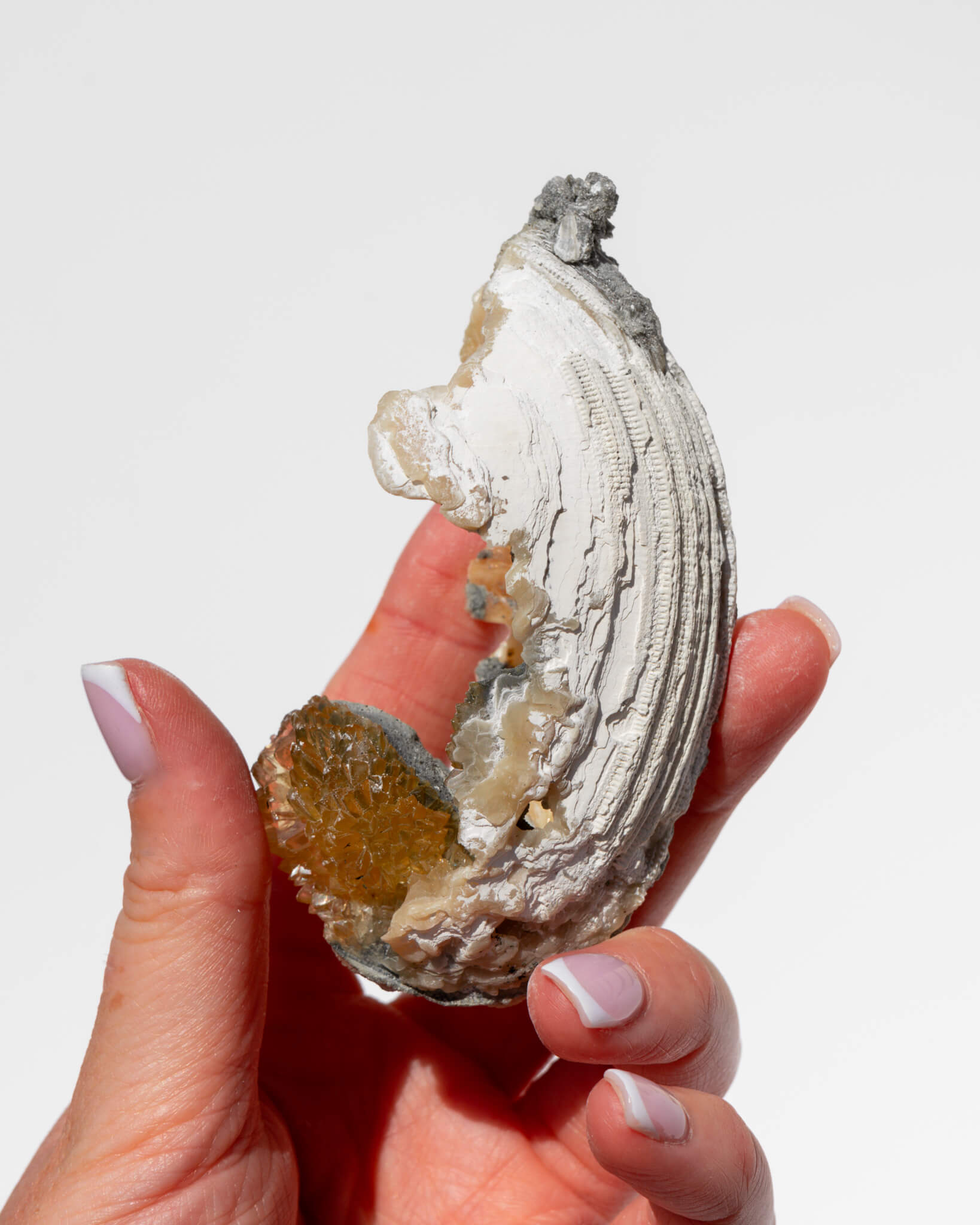 Fossilised Clam Shell With Calcite Healing Crystal