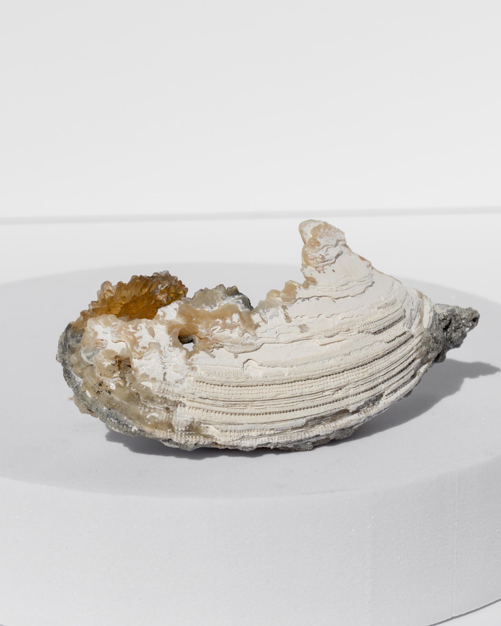 Fossilised Clam Shell With Calcite Healing Crystal