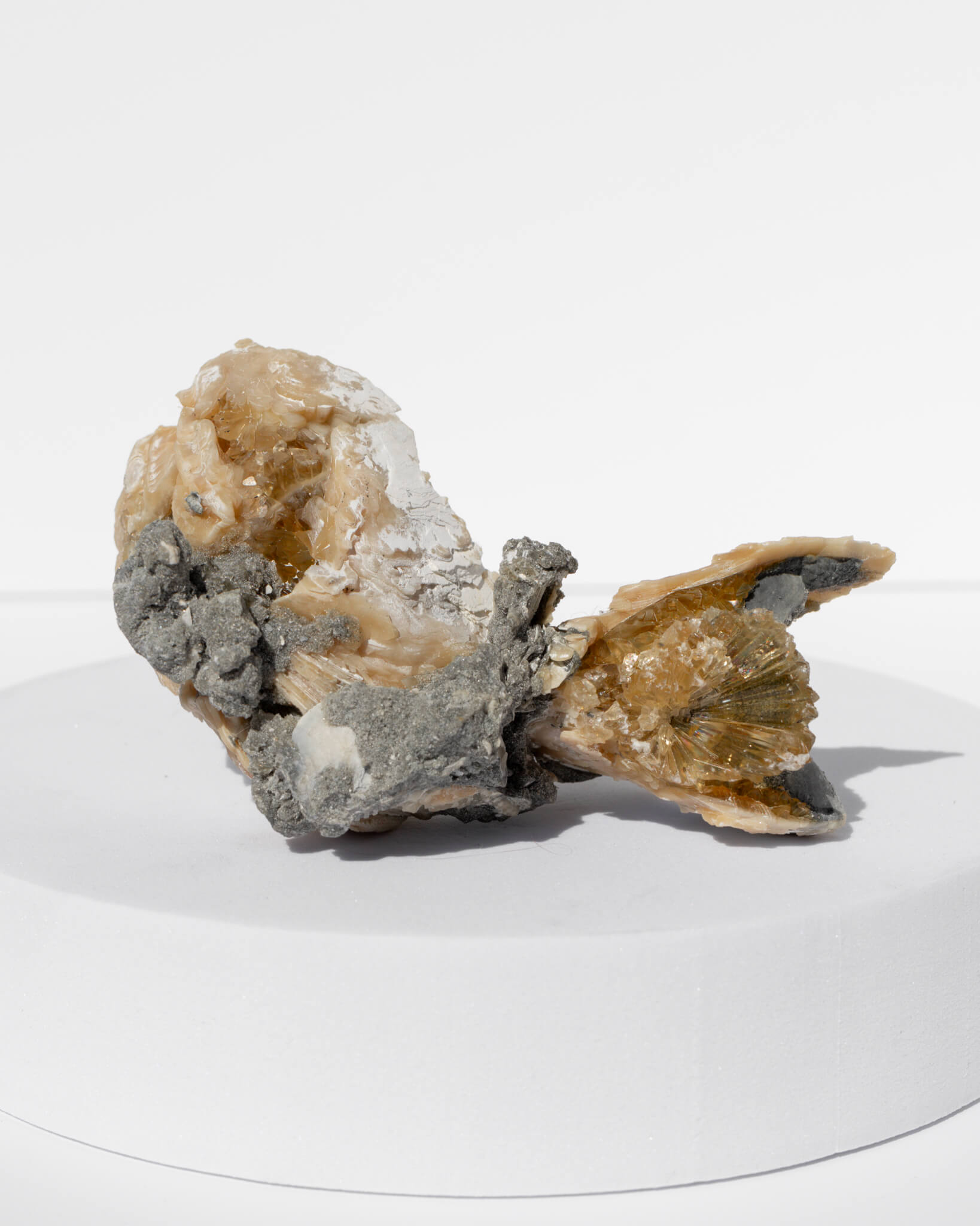 Fossilised Clam Shell With Calcite Healing Crystal