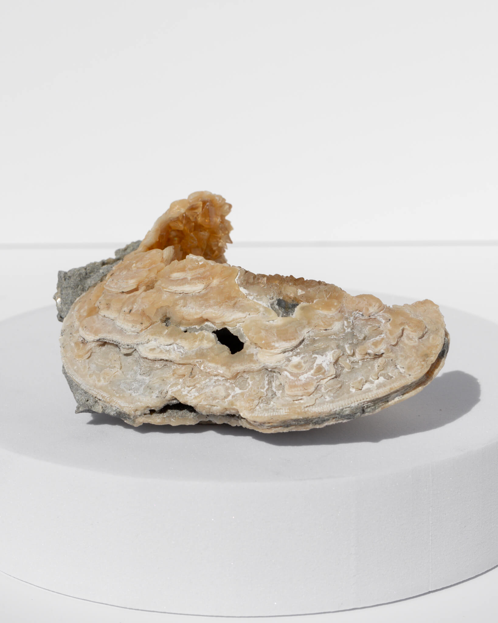 Fossilised Clam Shell With Calcite - 90