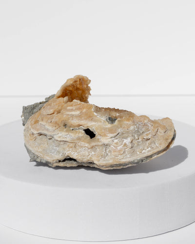 Fossilised Clam Shell With Calcite Healing Crystal