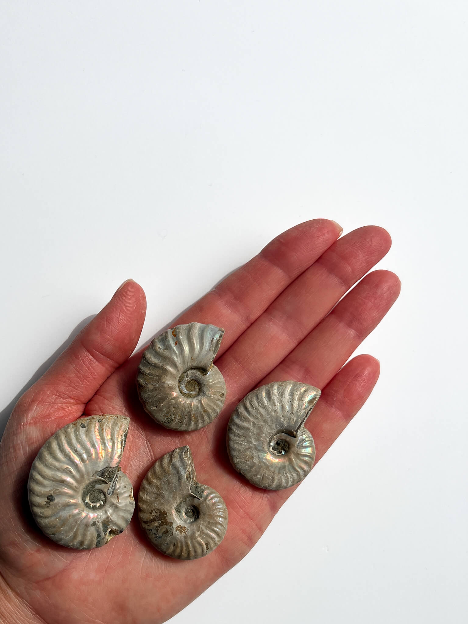 Iridescent Ammonite Fossils Healing Crystal