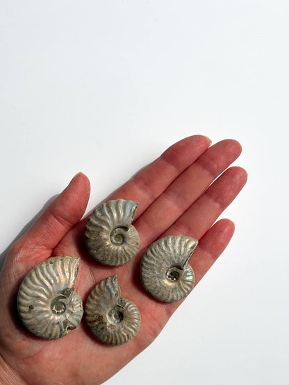 Iridescent Ammonite Fossils Healing Crystal