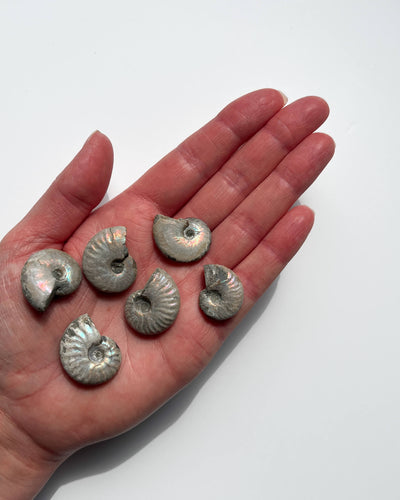 Iridescent Ammonite Fossils Healing Crystal