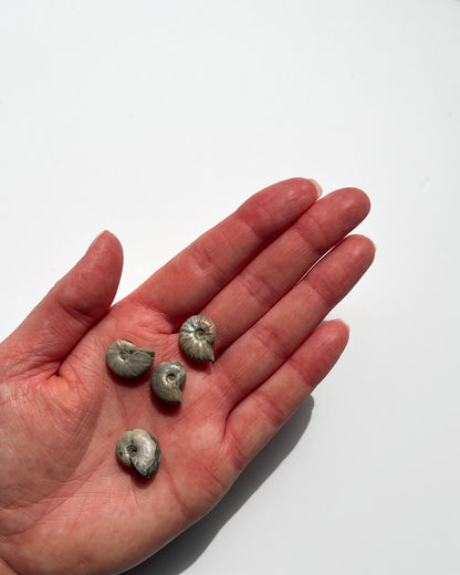 Iridescent Ammonite Fossils Healing Crystal