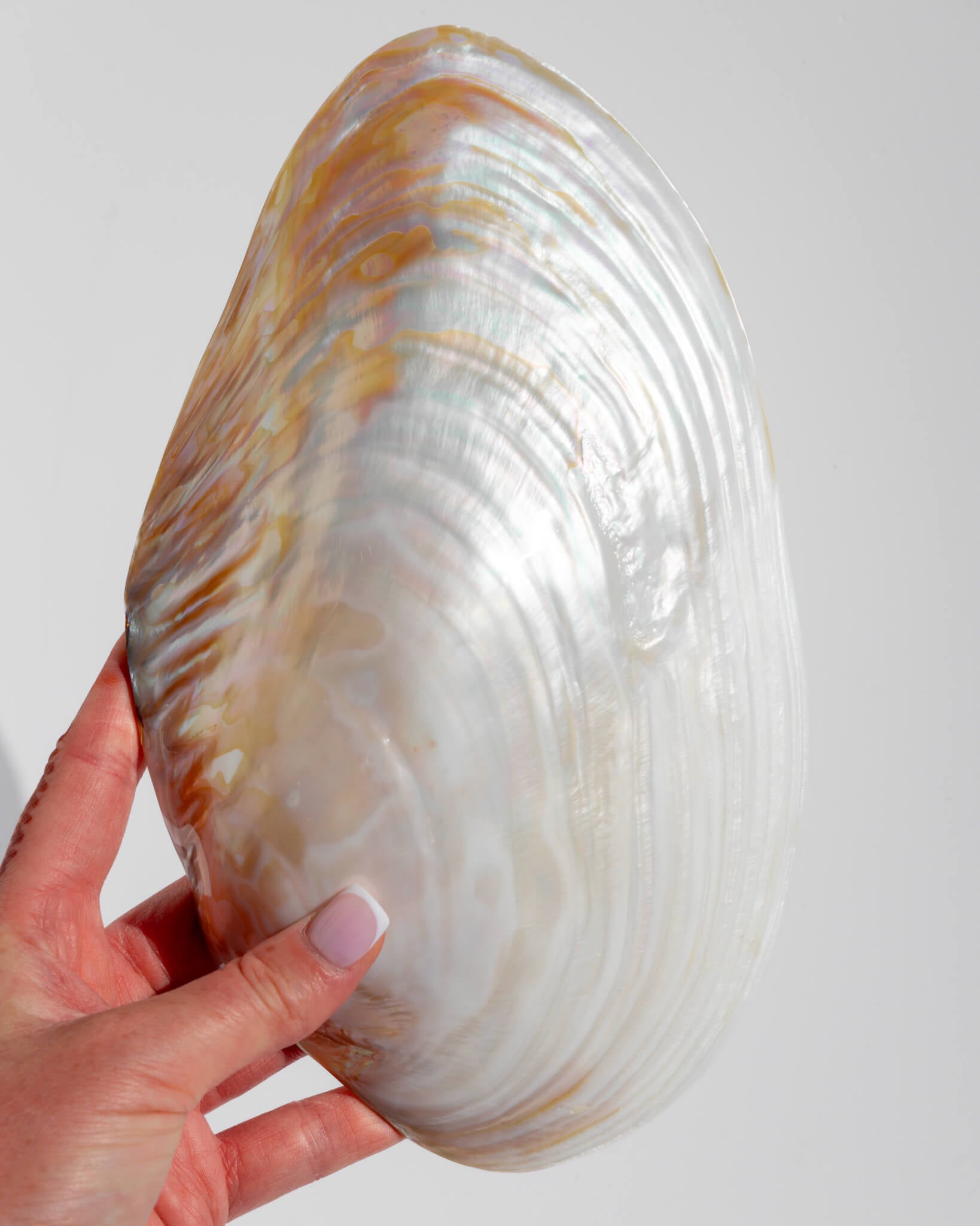 Mother Shell Mother Of Pearl Shell POLISHED WHITE MOTHER OF PEARL Ocean Shell