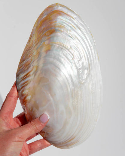 White Mother of Pearl shell Healing Crystal