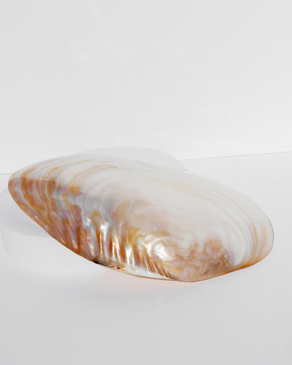White Mother of Pearl shell Healing Crystal