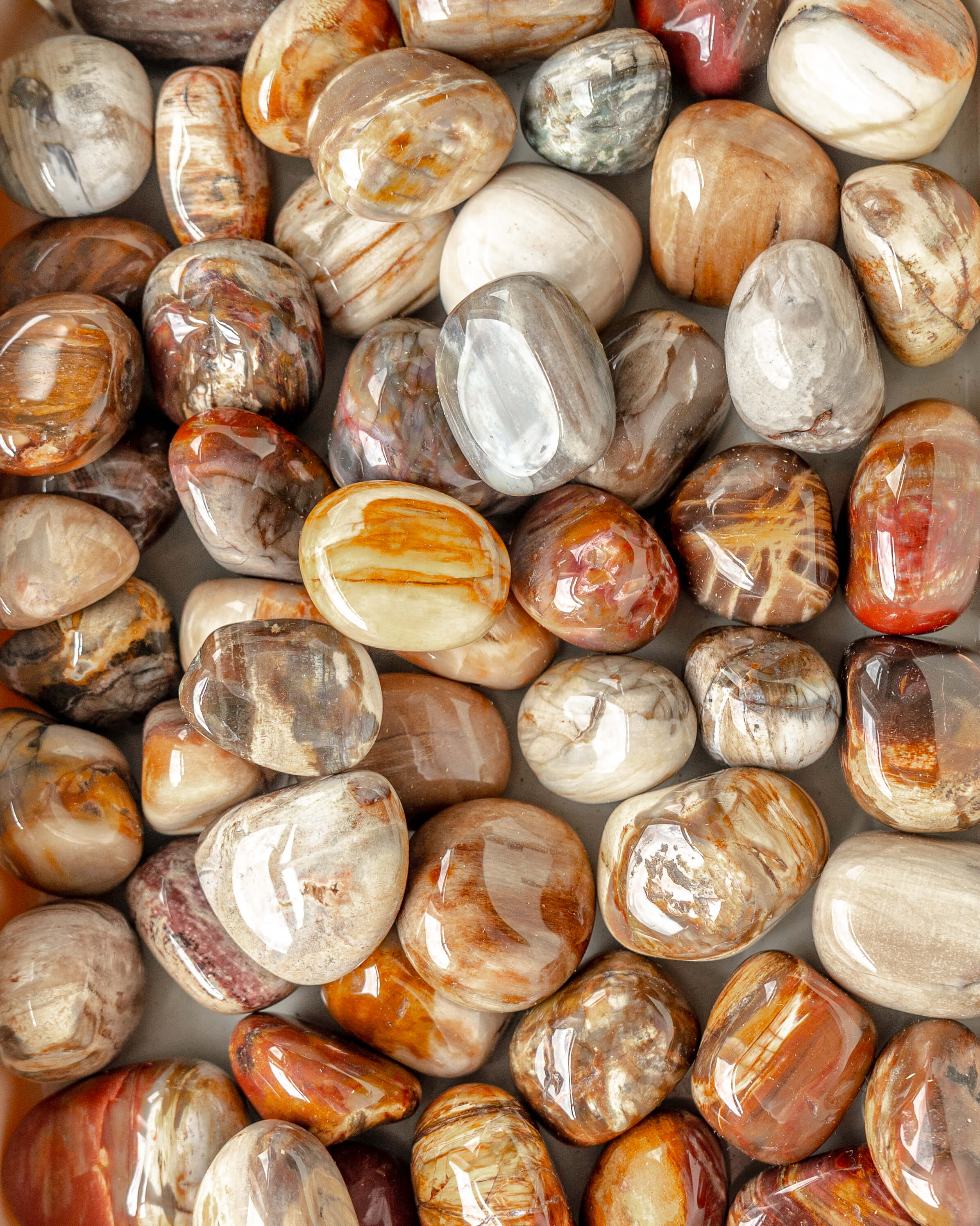 Petrified Wood Crystal Tumble Stone