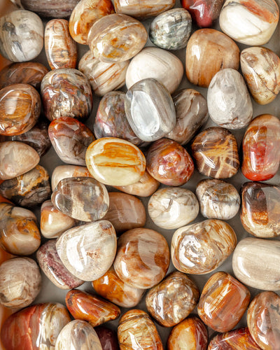 Petrified Wood Tumble Stone